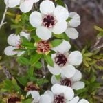 Manuka